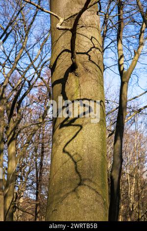 Wald am Ruhrhoehenweg in der Ardey bei Wetter an der Ruhr, Schatten eines Asts am Stamm, Nordrhein-Westfalen, Germa Stockfoto