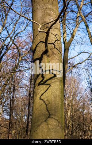 Wald am Ruhrhoehenweg in der Ardey bei Wetter an der Ruhr, Schatten eines Asts am Stamm, Nordrhein-Westfalen, Germa Stockfoto