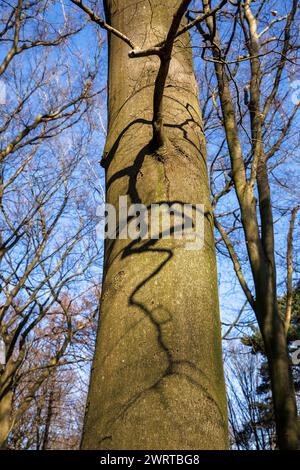 Wald am Ruhrhoehenweg in der Ardey bei Wetter an der Ruhr, Schatten eines Asts am Stamm, Nordrhein-Westfalen, Germa Stockfoto