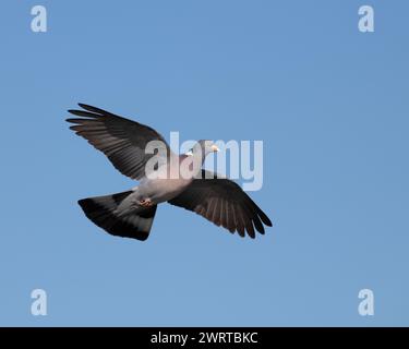 Gemeine Holztaube (columba palumbus) im Flug mit ihren Flügeln weit offen gegen den blauen Himmel. Stockfoto