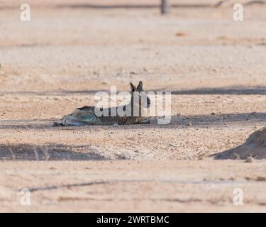 Ein einsamer patagonischer Mara (Dolichotis patagonum), der im Schatten eines Baumes im Al Marmoom Desert Conservation Reserve in Dubai, Vereinigte Arabische Emira, ruht Stockfoto