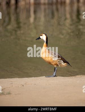 Porträt einer Fulvous-Pfeifenente (Dendrocygna bicolor), die am Sandufer des Al Qudra Lake in Dubai, Vereinigte Arabische Emirate, steht. Stockfoto