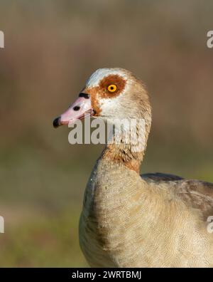 Nahaufnahme einer ägyptischen Gans (alopochen aegyptiaca) in hellem Sonnenlicht mit wunderschönen Federdetails. Stockfoto