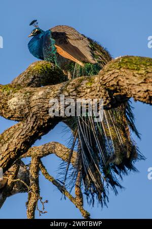 Ein indischer Pfau (oder Pfau, Pavo cristatus), der auf einem Baum im Beacon Hill Park in Victoria, British Columbia, Kanada thront. Stockfoto