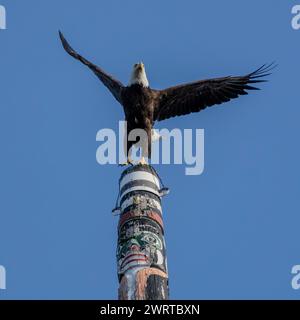 Ein Weißkopfseeadler (Haliaeetus leucocephalus), der von der Spitze des Story Pole im Beacon Bill Park in Victoria, British Columbia, Kanada, flog. Stockfoto