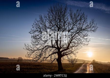 18.01.2024 in Elbingerode im Landkreis Harz in Sachsen-Anhalt steht ein Baum im Abendlicht. Die untergehende Sonne taucht die Landschaft in mystischem Licht. Elbingerode Sachsen-Anhalt Deutschland *** 18 01 2024 Ein Baum steht im Abendlicht in Elbingerode im Landkreis Harz in Sachsen Anhalt die untergehende Sonne taucht die Landschaft in mystisches Licht Elbingerode Sachsen-Anhalt Deutschland Stockfoto