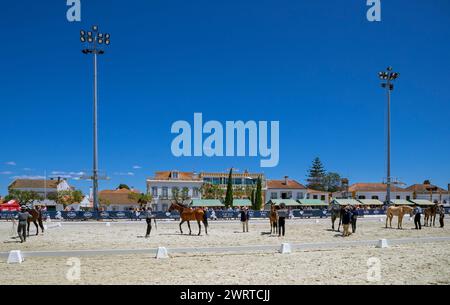 Portugal, Region Alentejo, Golega „Mares and Fohlen“ Pferdefest mit jungen Colts, die sich für die Gewinnerrosetten anstellten Stockfoto