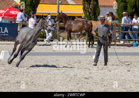 Portugal, Region Alentejo, Golega, Mann in traditioneller Tracht, der einen Colt für das Publikum auf der Pferdemesse „Mares and Fohlen“ arbeitet Stockfoto