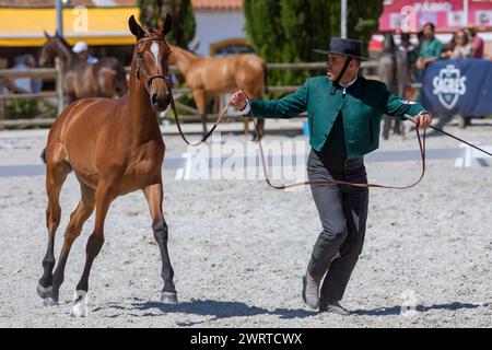 Portugal, Region Alentejo, Golega, Mann in traditioneller Tracht, der dem Publikum auf der Pferdemesse „Mares and Fohlen“ einen Colt präsentiert Stockfoto