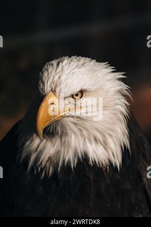 Eine Nahaufnahme eines Weißkopfseeadlers vor dunklem Hintergrund Stockfoto