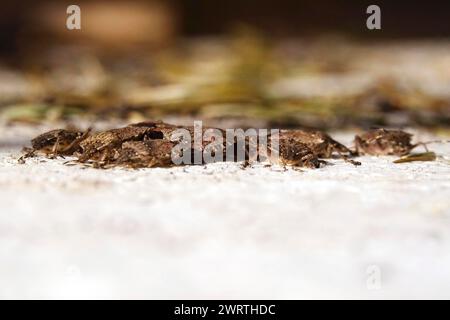 Palomena prasinus, grüne Stinkkäfer, März, Deutschland Stockfoto