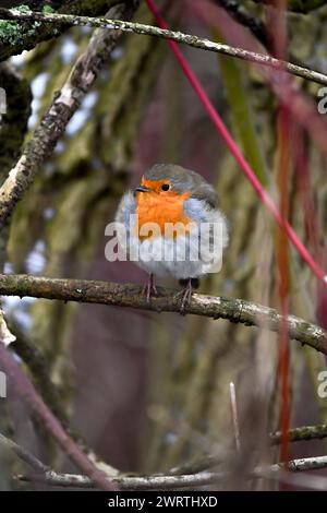 Europäische robin (Erithacus rubecula), aufgefauschte Federn, auf einem Ast sitzend, Velbert, Nordrhein-Westfalen, Deutschland Stockfoto