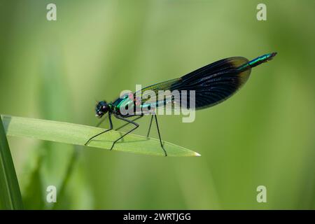 Männliche Damselfliege, die auf Pflanzenblatt ruht, Suffolk, England, Vereinigtes Königreich Stockfoto