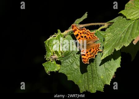 Comma (Polygonia c-Album) Schmetterling, der auf einem Haselbaumblatt in einem Wald ruht, Suffolk, England, Vereinigtes Königreich Stockfoto