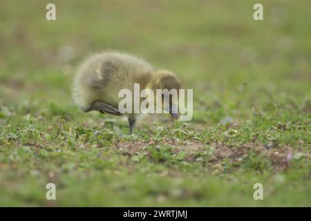 Graugans (Anser anser) Junges Baby Gosling Vogel spazieren auf Grasland, England, Vereinigtes Königreich Stockfoto