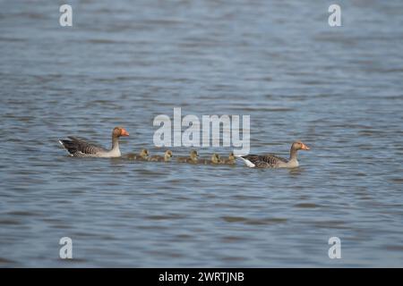 Graugans (Anser anser) zwei ausgewachsene Vögel mit einer Familie von fünf Jungvögeln, die auf einem See stehen, England, Vereinigtes Königreich Stockfoto