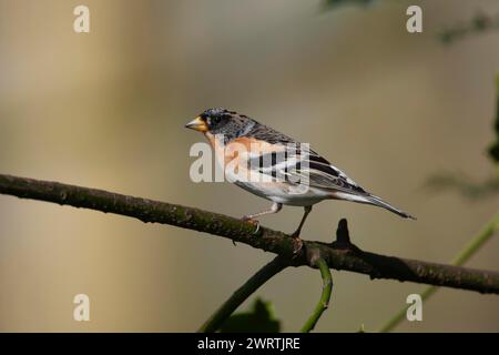 Brambling (Fringilla montifringilla) ausgewachsener männlicher Vogel auf einem Stechpalmen-Zweig, England, Vereinigtes Königreich Stockfoto