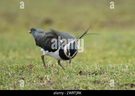 Northern Lapwing (Vanellus vanellus) ausgewachsene Vögel, die auf Grasland fressen, England, Vereinigtes Königreich Stockfoto