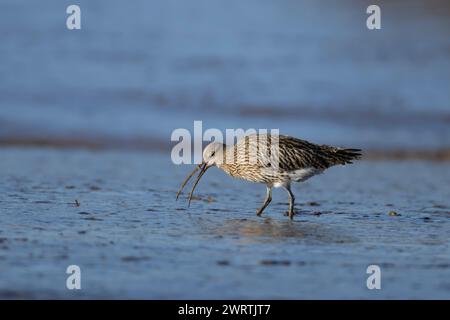 Eurasischer Brachvogel (Numenius arquata), der auf einem Wattwand füttert, England, Vereinigtes Königreich Stockfoto