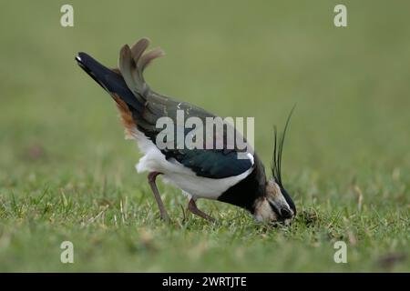 Northern Lapwing (Vanellus vanellus) ausgewachsene Vögel, die auf Grasland fressen, England, Vereinigtes Königreich Stockfoto