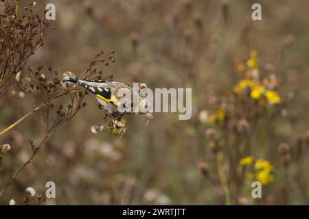 Europäischer Goldfink (Carduelis carduelis) Jungvogel, der im Sommer an einem Ragkraut-Samenkopf füttert, England, Vereinigtes Königreich Stockfoto