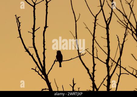 Europäischer rotkehlchen (Erithacus rubecula), Erwachsener Vogel singend in einer Gartenhecke, Suffolk, England, Vereinigtes Königreich Stockfoto