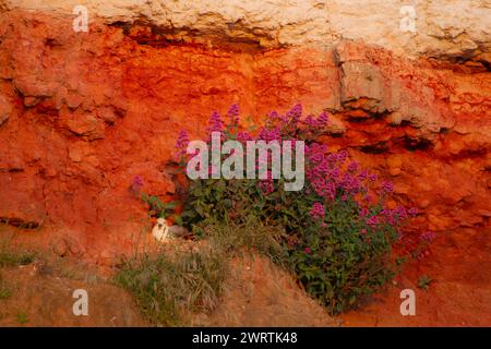 Nördlicher Fulmar Fulmarus glazialis Erwachsener Vogel schlafend auf einer Klippe neben roten Blumen, England, Vereinigtes Königreich Stockfoto