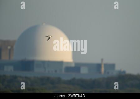 Sandwichseeschwalbe (Thalasseus sandvicensis) erwachsener Vogel im Flug mit einem Fisch im Schnabel mit dem Kernkraftwerk Sizewell B im Hintergrund Stockfoto