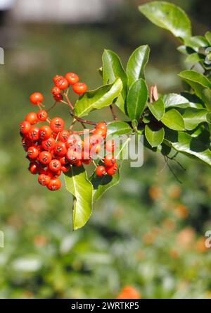 Feuerdorn (Pyracantha), mit Beeren, Nordrhein-Westfalen, Deutschland Stockfoto