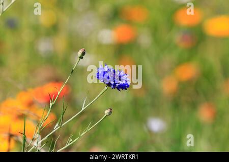 Kornblume (Centaurea cyanus), auf Blumenwiese, Nordrhein-Westfalen, Deutschland Stockfoto
