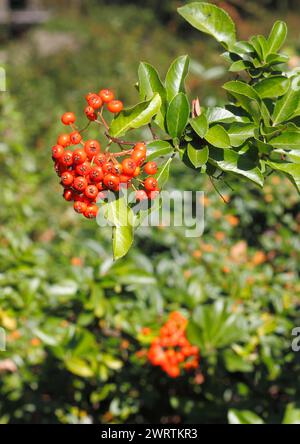 Feuerdorn (Pyracantha), mit Beeren, Nordrhein-Westfalen, Deutschland Stockfoto