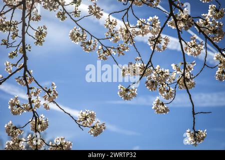 AMSTELVEEN - Besucher während der Blüte der japanischen Kirschblüten sind im Bloesempark in Amsterdamse Bos zu sehen. Die Blüten ziehen in den Blütemonaten März und April viel Aufmerksamkeit aus dem in- und Ausland auf sich. ANP DINGENA MOL niederlande Out - belgien Out Stockfoto