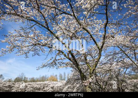 AMSTELVEEN - Besucher während der Blüte der japanischen Kirschblüten sind im Bloesempark in Amsterdamse Bos zu sehen. Die Blüten ziehen in den Blütemonaten März und April viel Aufmerksamkeit aus dem in- und Ausland auf sich. ANP DINGENA MOL niederlande Out - belgien Out Stockfoto