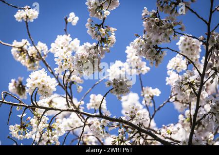 AMSTELVEEN - Besucher während der Blüte der japanischen Kirschblüten sind im Bloesempark in Amsterdamse Bos zu sehen. Die Blüten ziehen in den Blütemonaten März und April viel Aufmerksamkeit aus dem in- und Ausland auf sich. ANP DINGENA MOL niederlande Out - belgien Out Stockfoto