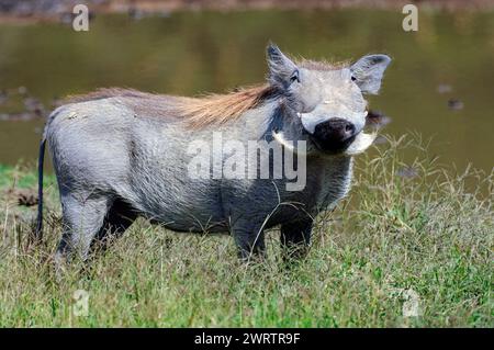 Gewöhnliches Warzenschwein (Phacochoerus africanus) aus dem Nakuru-See, Kenia. Stockfoto