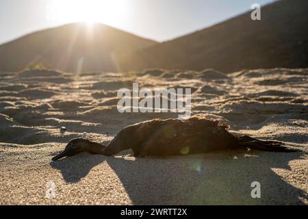 Ein toter Kormoran am Sandstrand Stockfoto