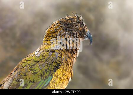 Ein Wet kea (Nestor notabilis) wird an einem Halt entlang der Straße zum Milord Sound in Fiordland auf der Südinsel Neuseelands gesehen. Die großen, intelligenten Stockfoto