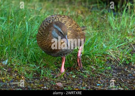 Ein Weka (Gallirallus australis), auch bekannt als Maori-Huhn, ist ein flugunfähiger Vogel, der in Neuseeland endemisch ist. Das hier südlich vom Milford Sound. Stockfoto