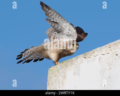 Turmfalken sind in der gesamten westlichen paläarktis zu finden, diese Bilder wurden auf Lanzarote aufgenommen. Stockfoto