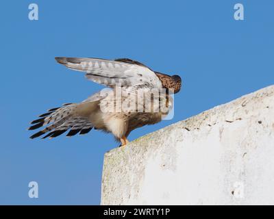 Turmfalken sind in der gesamten westlichen paläarktis zu finden, diese Bilder wurden auf Lanzarote aufgenommen. Stockfoto