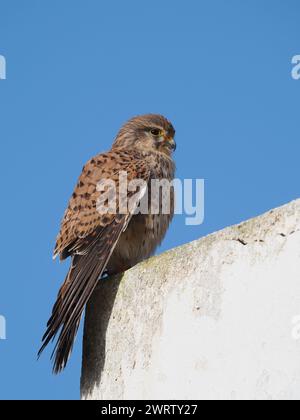 Turmfalken sind in der gesamten westlichen paläarktis zu finden, diese Bilder wurden auf Lanzarote aufgenommen. Stockfoto