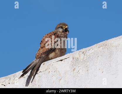 Turmfalken sind in der gesamten westlichen paläarktis zu finden, diese Bilder wurden auf Lanzarote aufgenommen. Stockfoto