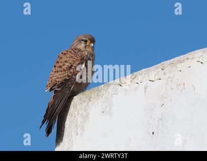 Turmfalken sind in der gesamten westlichen paläarktis zu finden, diese Bilder wurden auf Lanzarote aufgenommen. Stockfoto