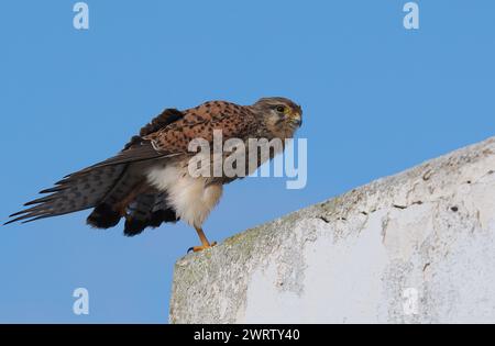 Turmfalken sind in der gesamten westlichen paläarktis zu finden, diese Bilder wurden auf Lanzarote aufgenommen. Stockfoto