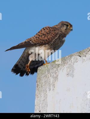 Turmfalken sind in der gesamten westlichen paläarktis zu finden, diese Bilder wurden auf Lanzarote aufgenommen. Stockfoto