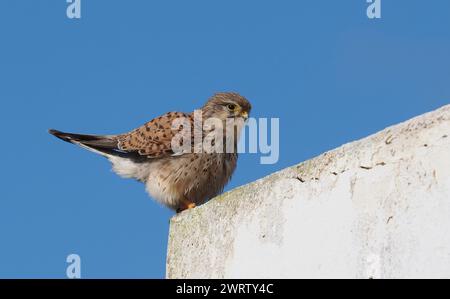 Turmfalken sind in der gesamten westlichen paläarktis zu finden, diese Bilder wurden auf Lanzarote aufgenommen. Stockfoto