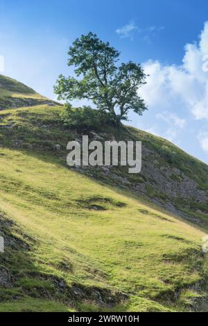 Einsamer Baum im Derbyshire Peak District in der Nähe von Castleton Stockfoto