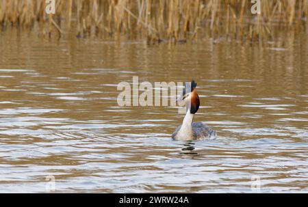 Der wunderschöne Great Crested Grebe (Podiceps cristatus), auf einem See in Fleetwood, Lancashire, Großbritannien Stockfoto