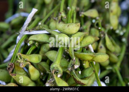 Edamame ist der japanische Name für unreife Sojabohnenschoten. Dies ist in Ostasien zu finden, wie Japan, Taiwan, Korea oder China. Stockfoto