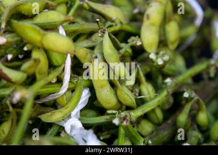 Edamame ist der japanische Name für unreife Sojabohnenschoten. Dies ist in Ostasien zu finden, wie Japan, Taiwan, Korea oder China. Stockfoto